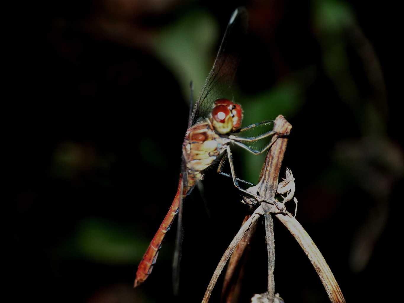 Anax imperator e Sympetrum sp. addormentati